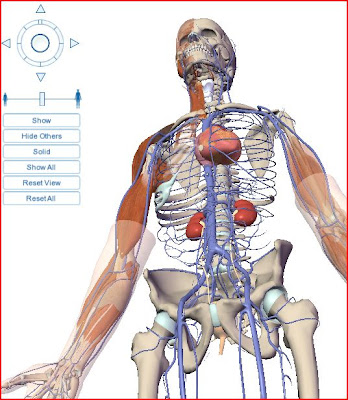 Visible Body esqueleto orgãos organs