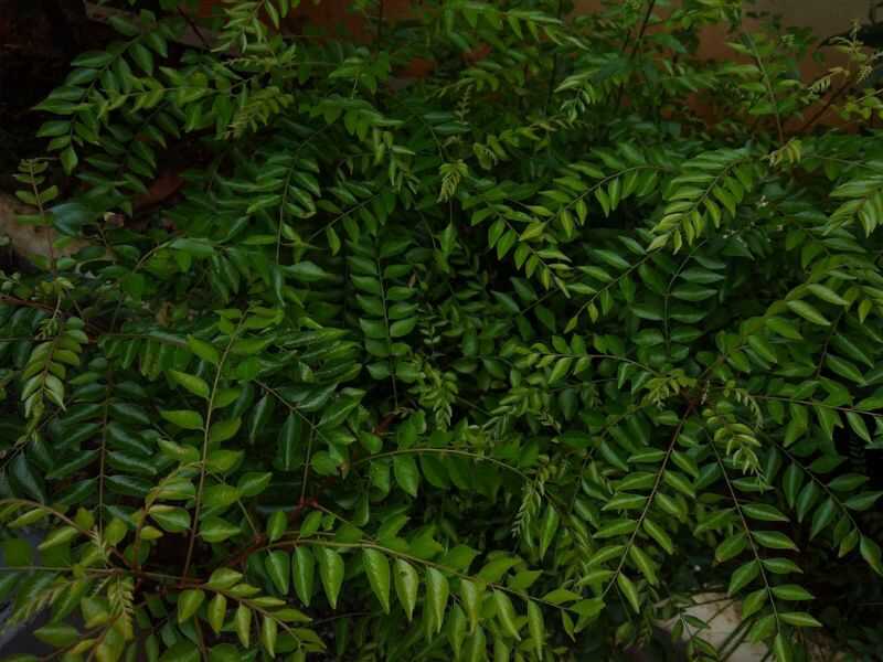 How to grow curry leaves at home without seeds