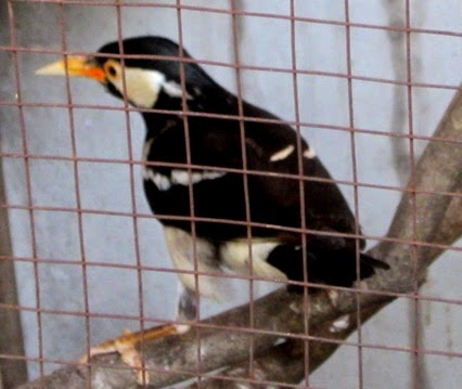 DIJUAL BURUNG JALAK SUREN INDIA / KALIMANTAN Rp 290.000 