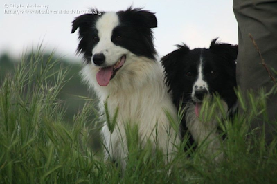 http://www.biodiversidadvirtual.org/mamiferos/Canis-familiaris.-Raza-Border-Collie-img5936.html