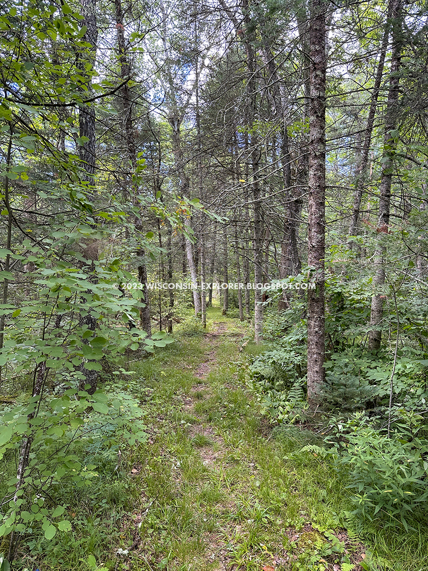 scraggly pines along green grass trail