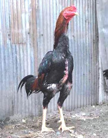 gambar ayam bangkok