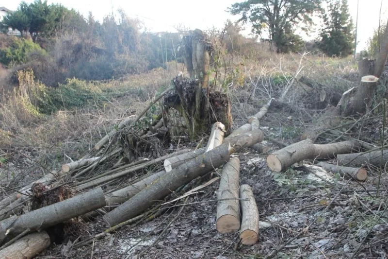 Osorno: denuncian corta de árboles en el río Damas