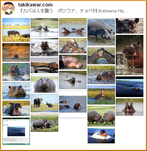 『カバは人を襲う　ボツワナ、チョベ川 Botswana Hippo』に関連するピンタレストのボード