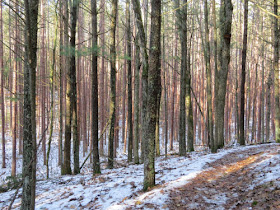 trail in snowy woods
