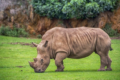Unknown Facts About Rhinos