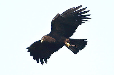 Black Eagle