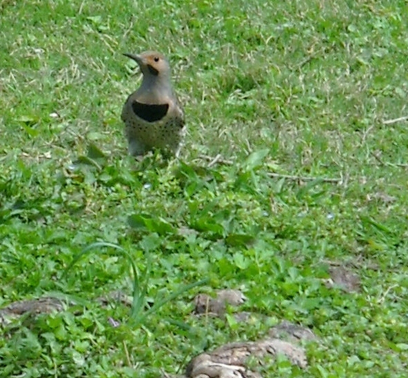 Northern Flicker woodpecker at Sunset Bay, White Rock Lake, Dallas.