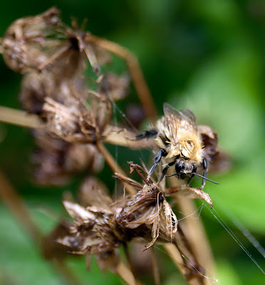 cold wet bee