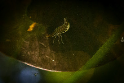 Predaceous Diving Beetle