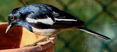 "Oriental Magpie-Robin - Copsychus saularis., perched on a watering bowl in the garden."