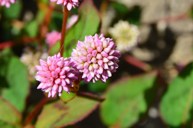 Persicaria capitata