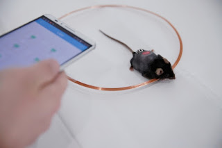 Against diabetes, cells controlled by the phone The researchers used engineered cells and activated at a distance from an application on your smartphone to control your blood sugar in diabetic mice.