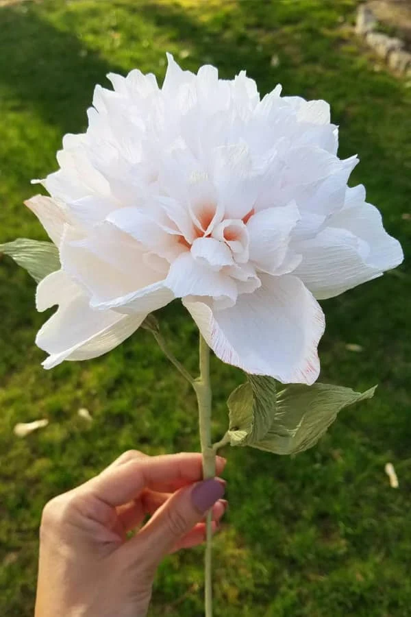 white crepe paper peony held by stem