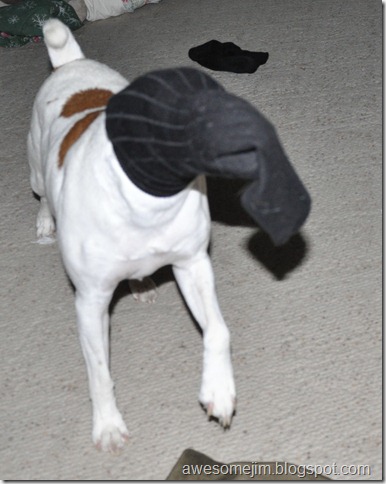 dog sock2