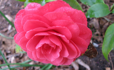 Pius X camellia, Annieinaustin
