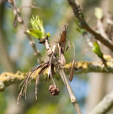 ash-bud