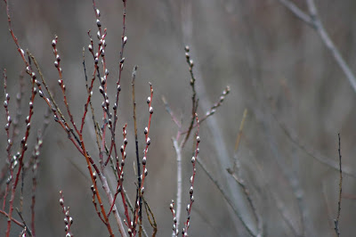 April 11, 2018 Driving past more signs of spring pussy willows 