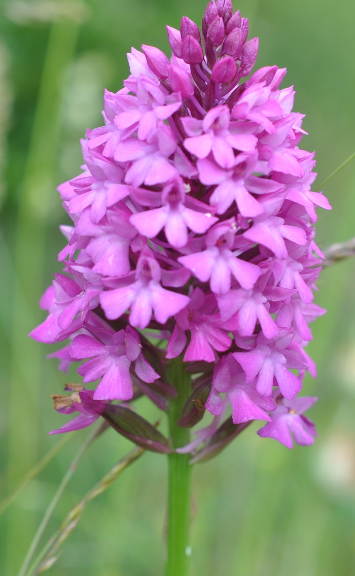 Orchis pyramidal