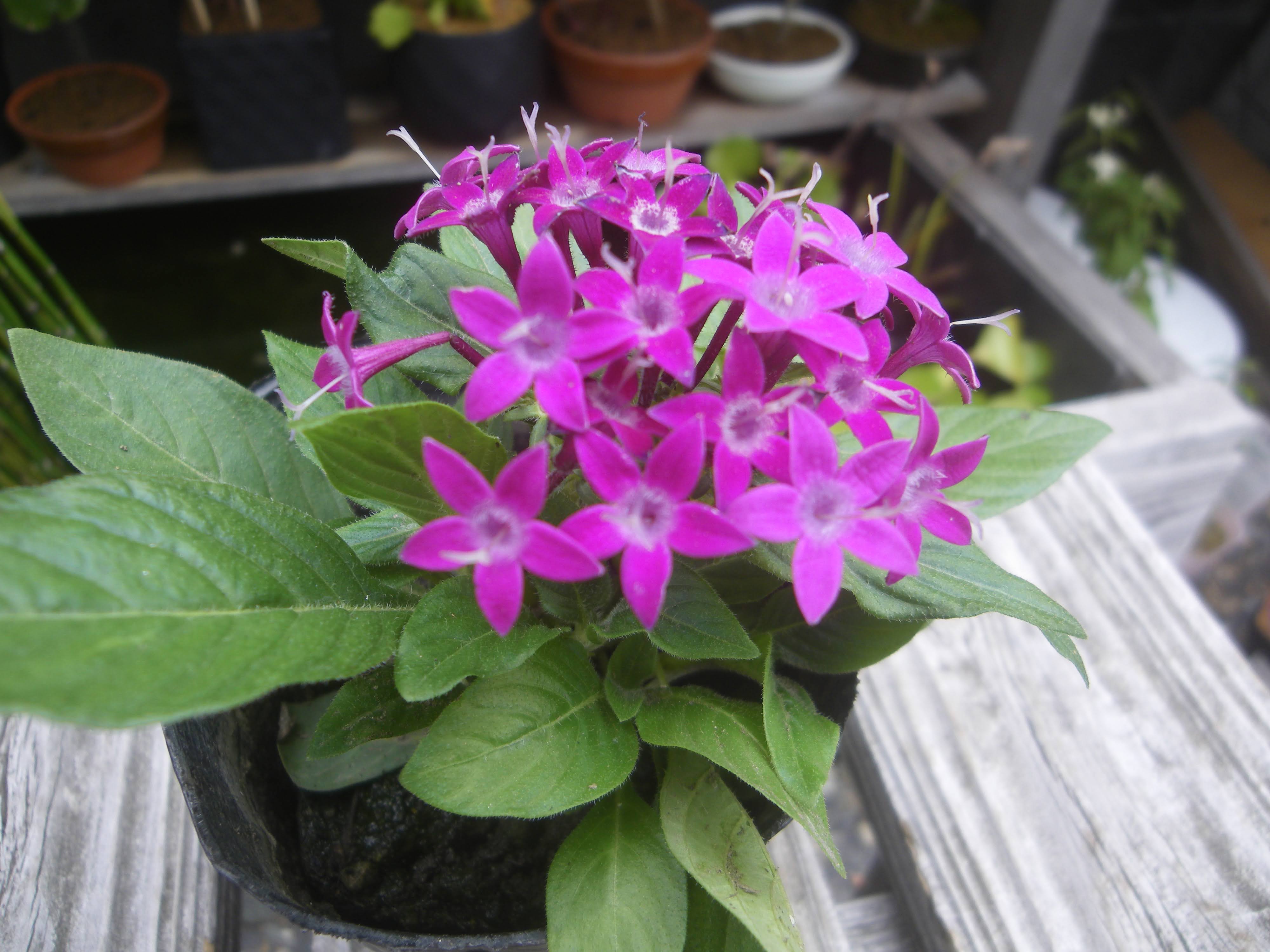 ペンタスの育て方 苗の植え付けから花を楽しみ 挿し芽や冬越しの記録 メダカの大工