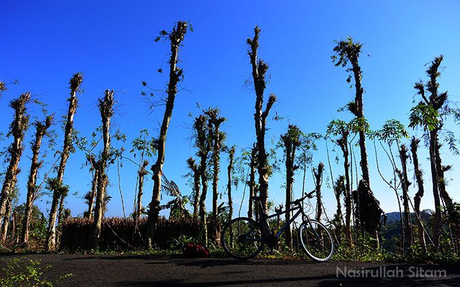 Memotret sepeda di lahan Pohon Kayu Putih Imogiri, Bantul