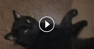 Dad Brought A Puppy Home. But Wait Till You See His Lazy Cat’s Response! I Can’t Stop Laughing!