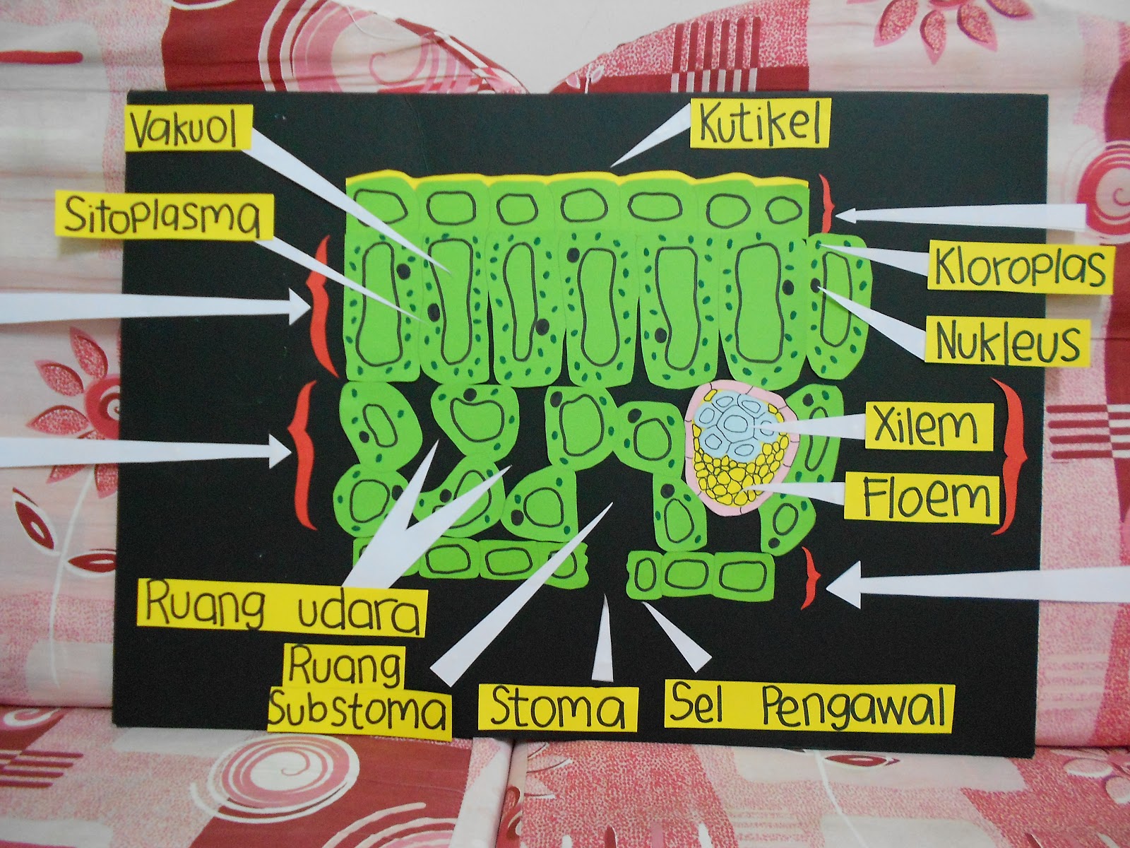 Wawa Apple: ABM Nutrisi (Model keratan rentas daun)