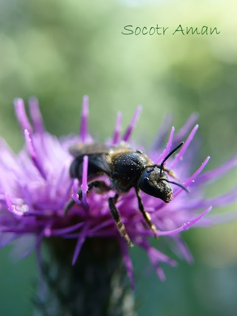 Andrena yamato