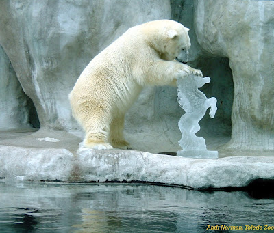 Polar Bears are the largest bear species, weighing in between 440 and 