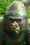 gifs animados de chimpance (5)