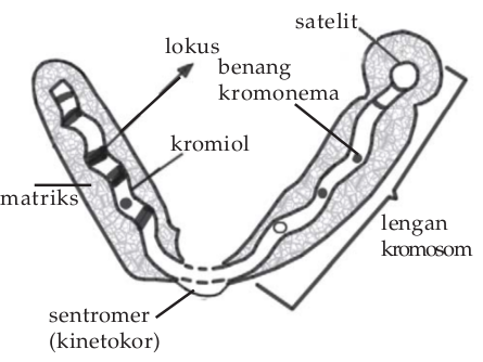 Struktur kromosom