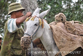 La mula, el arriero y un descanso provechoso antes de llegar al Pico Turquino