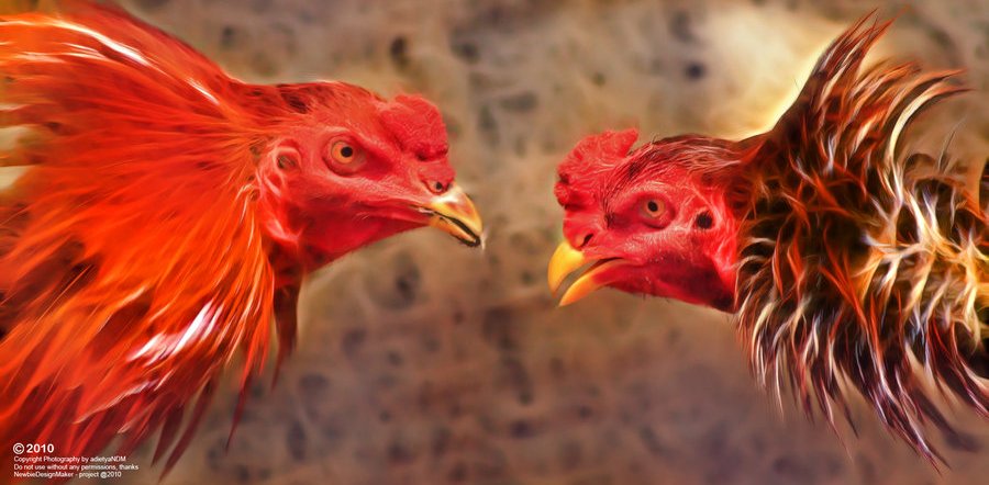 Pil Kita Untuk Ayam Aduan Jejak Belajar