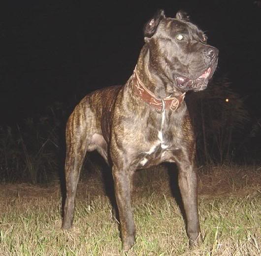 Cane Corso Vs Presa Canario Ultimate Clash Youtube