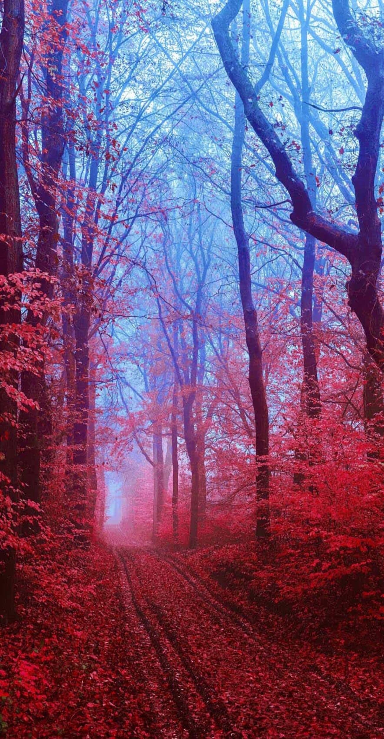 خلفية ايفون غابة الخريف الحمراء بدقة HD