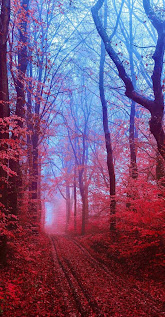 خلفيات ايفون غابات الخريف الحمراء بدقة HD