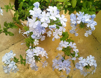 plumbago flowers