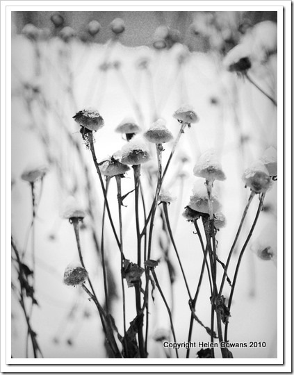 plants B&W_thumb[1]