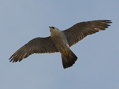 Adult in flight over Derby, July 2007. Photo Roger Lawson. What else would you like to see this project achieve next year?