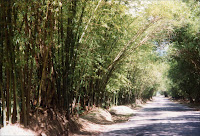 Bamboo Jamaica