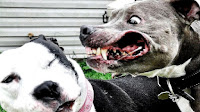 Worlds Most Dangerous Dog