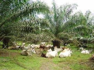 Hama Baru di Kebun Sawit2