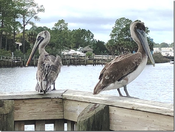 Carrabelle 18Nov24 (26)