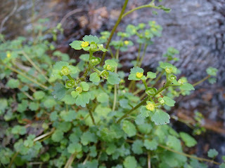 Селезёночник плетеносный (Chrysosplenium flagelliferum)