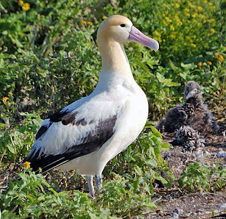 Albatross. Attribution: Jlfutari at English Wikipedia