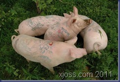tattoos-on-pigs24