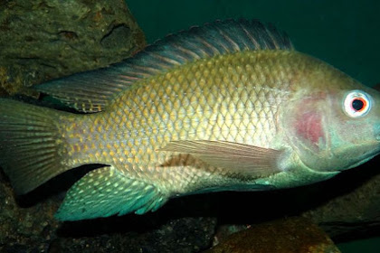 Klasifikasi dan Morfologi Ikan Nila (O. niloticus)