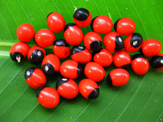 Rosary Pea