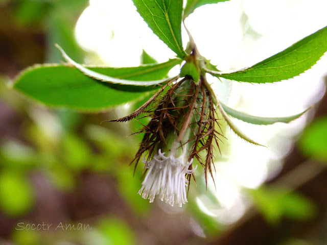 Atractylodes japonica