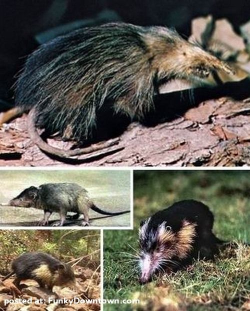 ugly animals in world. Most Ugly Animals In World.